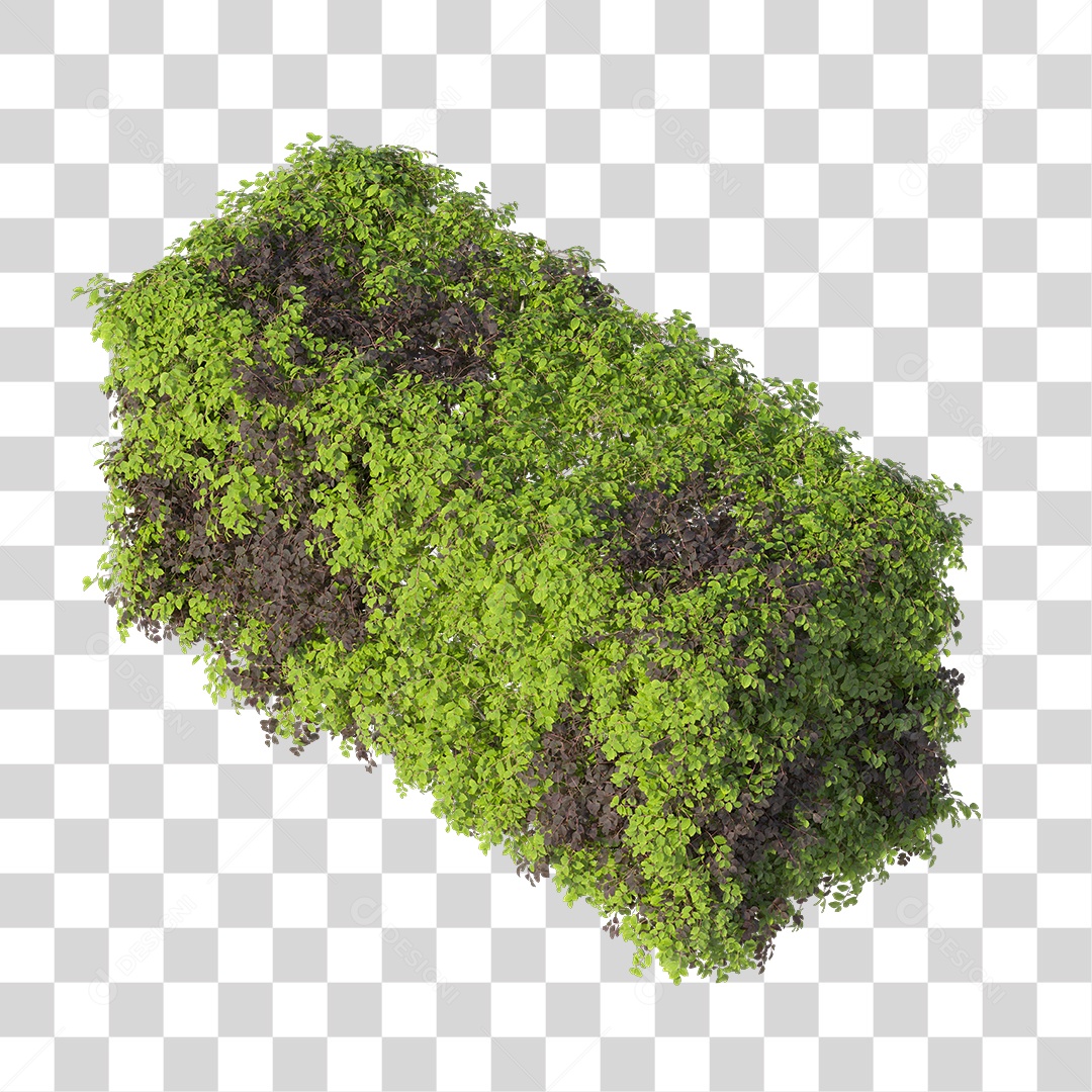 Planta com folha verdes PNG Transparente