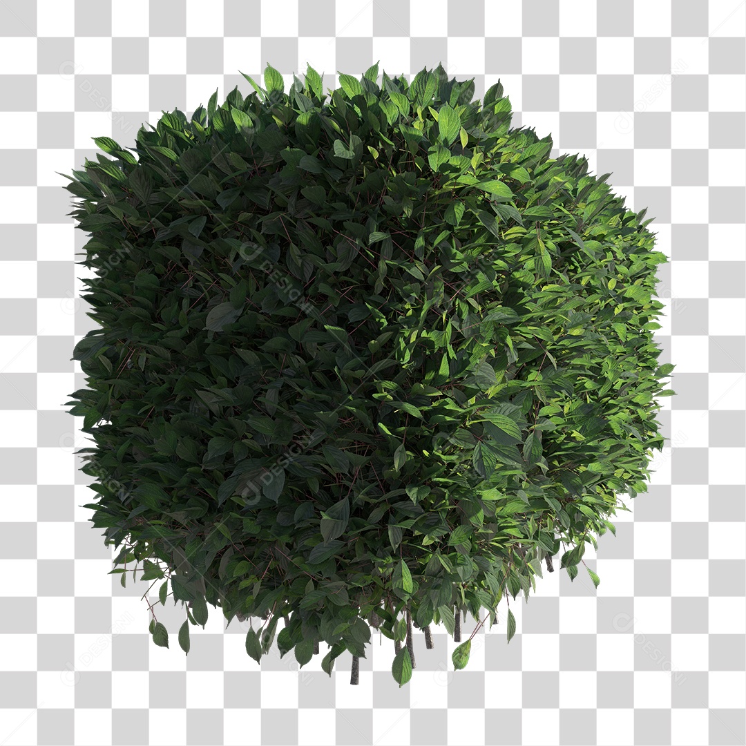 Planta com folha verdes PNG Transparente