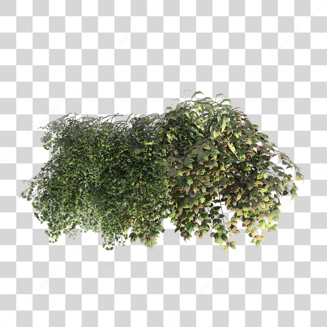 Planta com folha verdes PNG Transparente