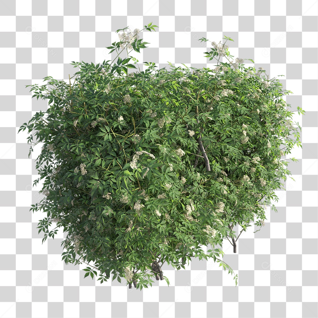 Planta com folha verdes PNG Transparente