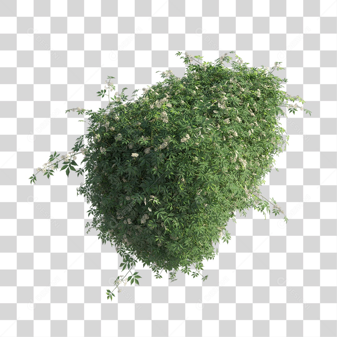 Planta com folha verdes PNG Transparente