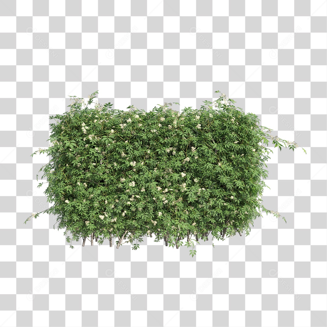 Planta com folha verdes PNG Transparente