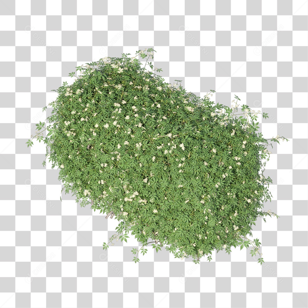 Planta De Jardim com Folhas Verdes Podada PNG Transparente