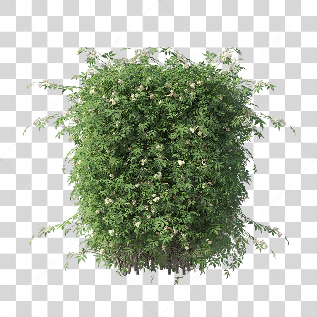 Planta De Jardim com Folhas Verdes Podada PNG Transparente