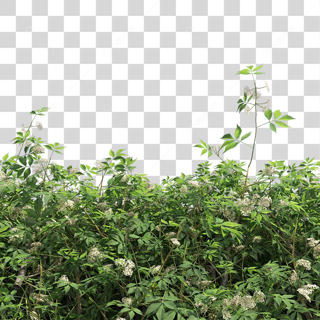 Planta com Flor PNG Transparente