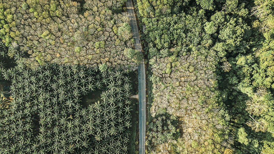 Vista aérea da floresta.c