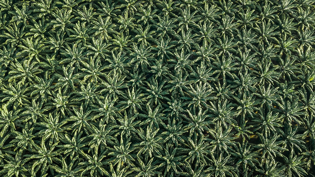 Vista aérea da floresta.