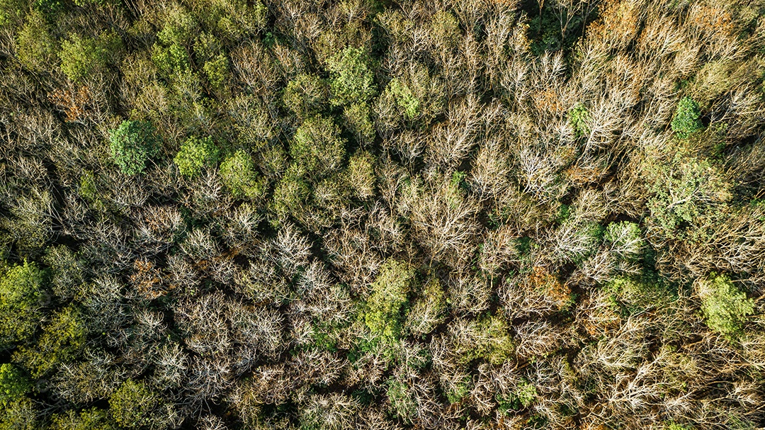 Vista aérea da floresta.