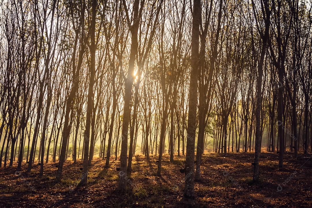 Árvores da floresta arborizada iluminadas pela luz do sol dourada antes do pôr do sol com raios de sol derramando através de árvores