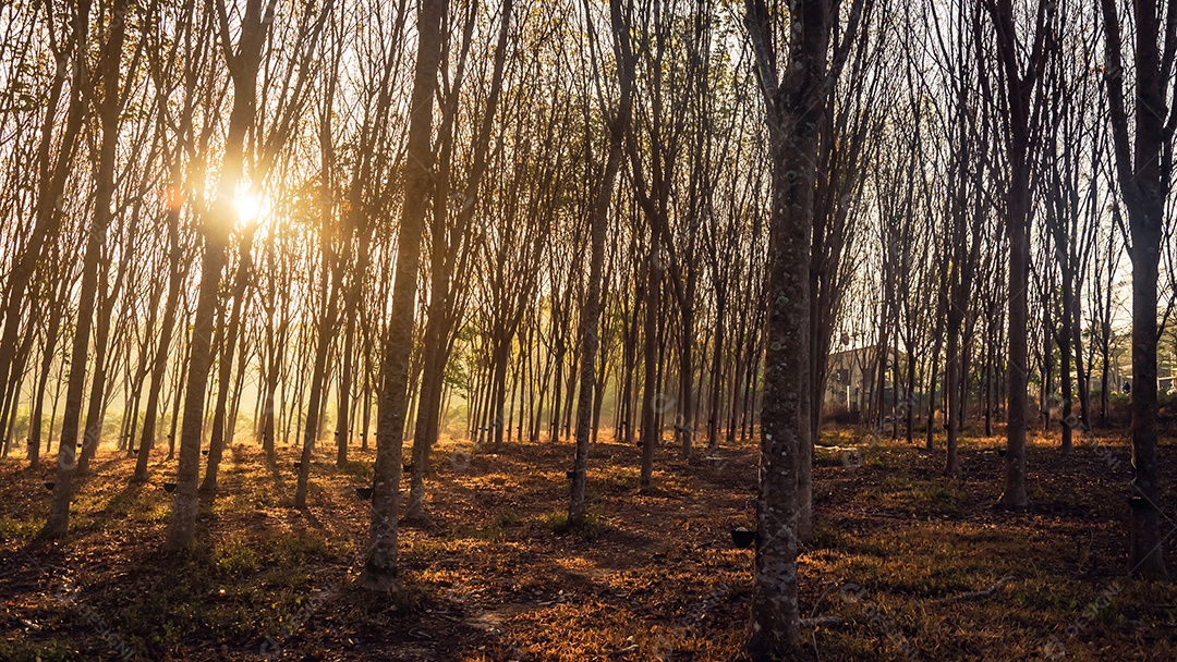 Árvores da floresta arborizada iluminadas pela luz do sol dourada antes do pôr do sol com raios de sol derramando através de árvores