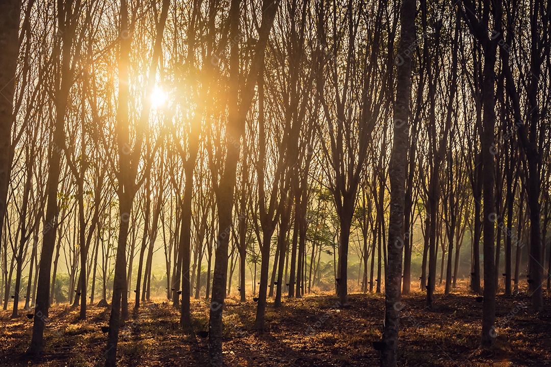 Árvores da floresta arborizada iluminadas pela luz do sol dourada antes do pôr do sol com raios de sol derramando através de árvores