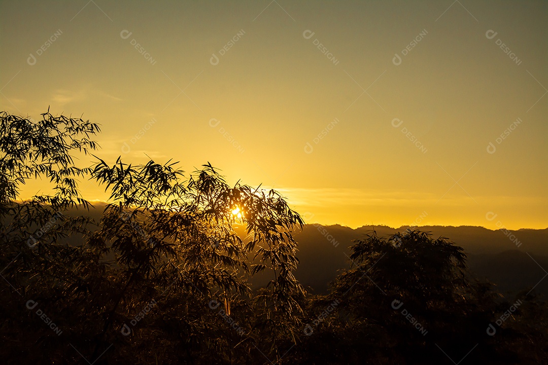 silhueta de árvores de bambu durante o pôr do sol