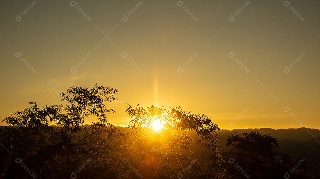 silhueta de árvores de bambu durante o pôr do sol