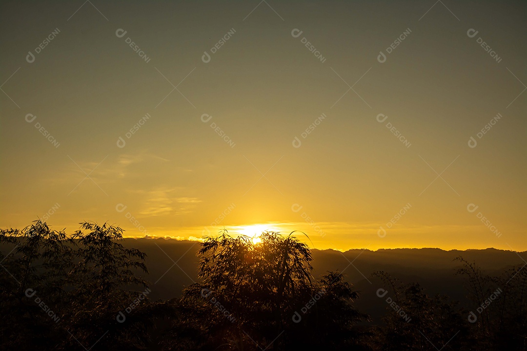 silhueta de árvores de bambu durante o pôr do sol