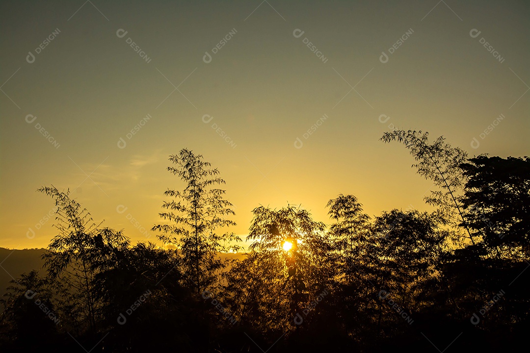 silhueta de árvores de bambu durante o pôr do sol
