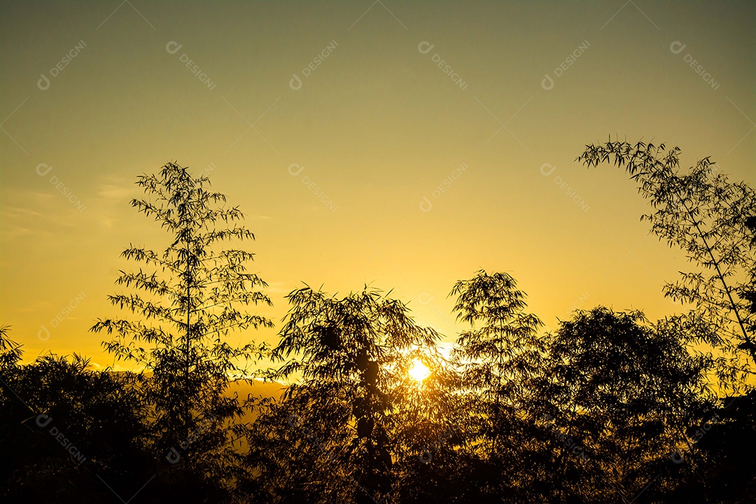 silhueta de árvores de bambu durante o pôr do sol