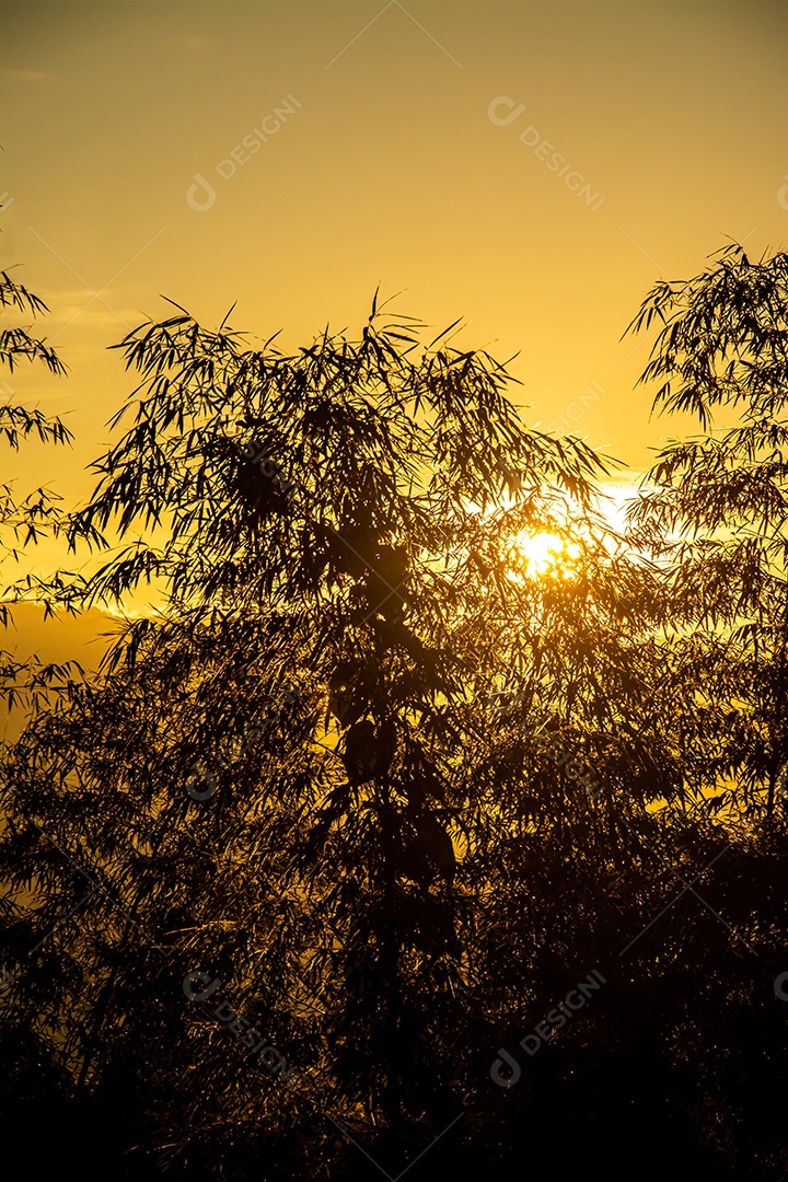 silhueta de árvores de bambu durante o pôr do sol