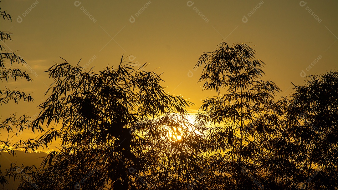 silhueta de árvores de bambu durante o pôr do sol