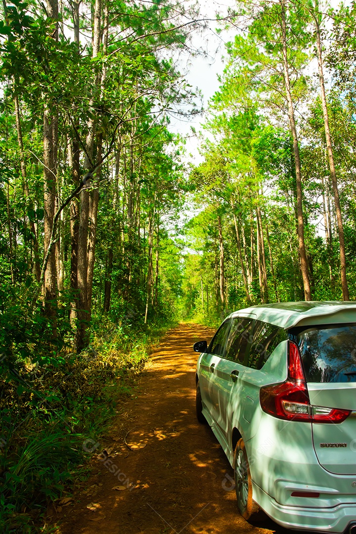 Caminho e árvores florestais no fundo da natureza.