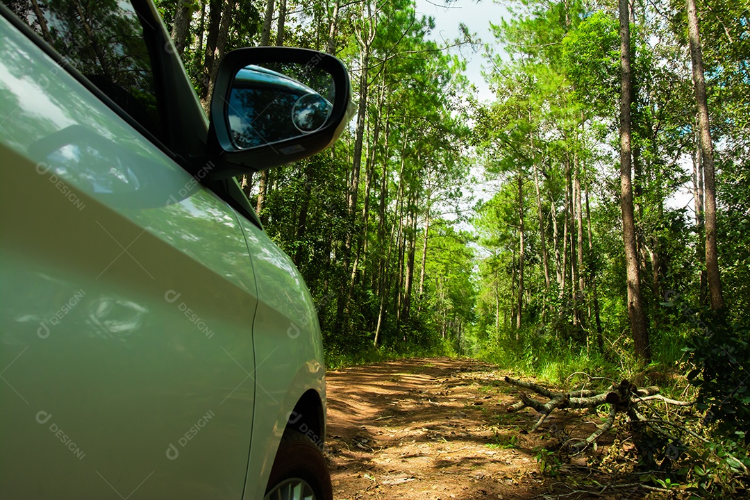 Caminho e árvores florestais no fundo da natureza.
