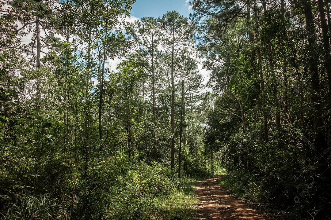Caminho e árvores florestais no fundo da natureza.