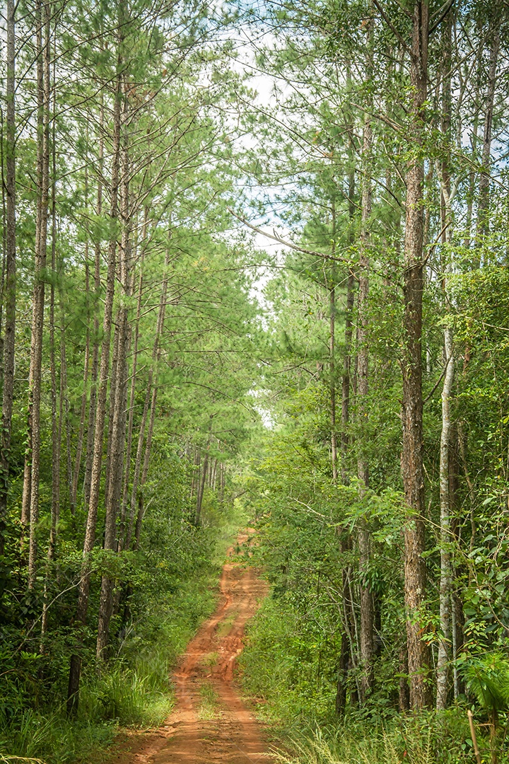 Caminho e árvores florestais no fundo da natureza.