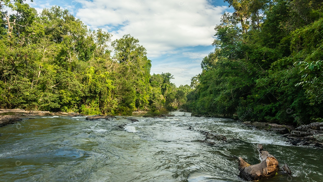 Paisagem de riachos e florestas