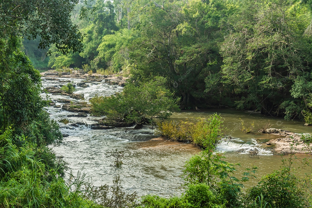 Paisagem de riachos e florestas