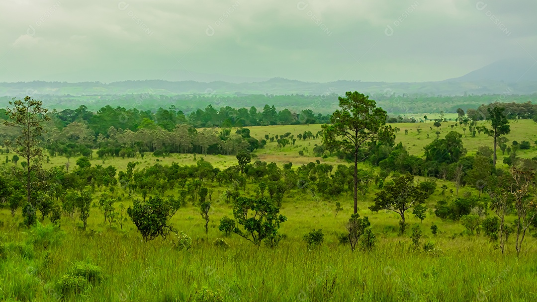 Bela paisagem florestal no Parque Nacional Thung Salaeng Luang, na província de Phitsanulok, na Tailândia. / Savanna no Parque Nacional da Tailândia chamado Thung Salaeng Luan