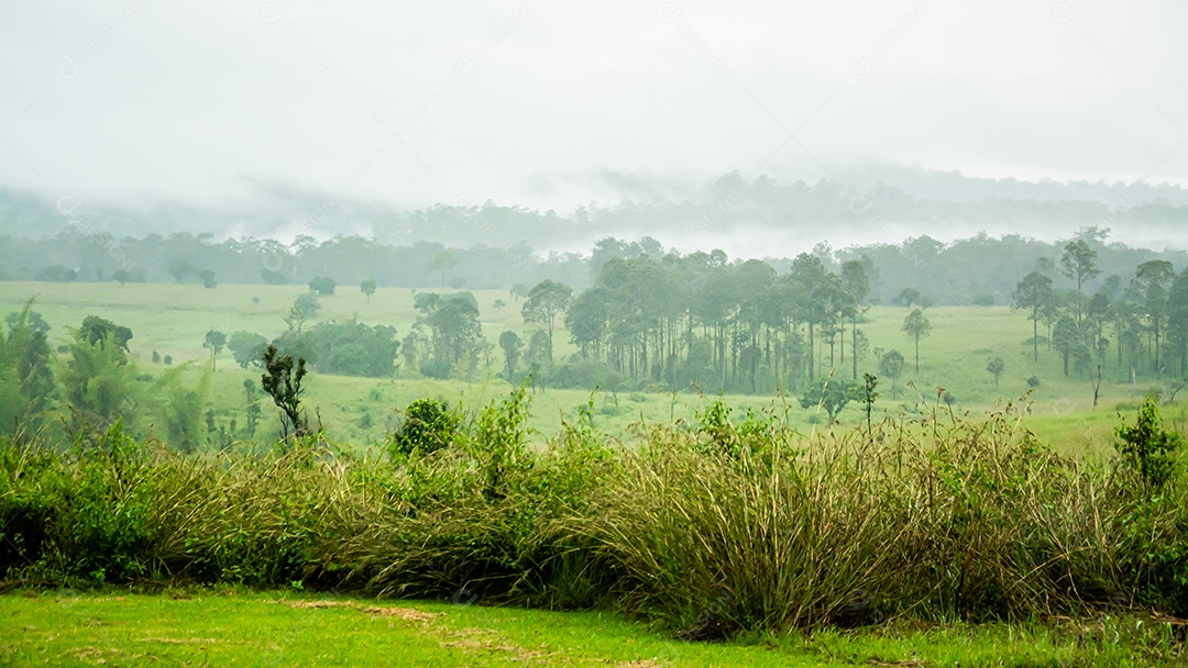 Bela paisagem florestal no Parque Nacional Thung Salaeng Luang, na província de Phitsanulok, na Tailândia. / Savanna no Parque Nacional da Tailândia chamado Thung Salaeng Luan