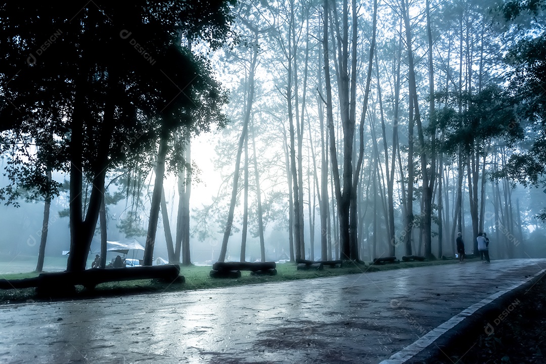 Paisagem floresta sobre neblina