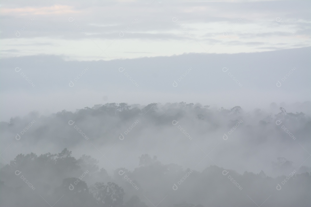 Paisagem floresta sobre neblina