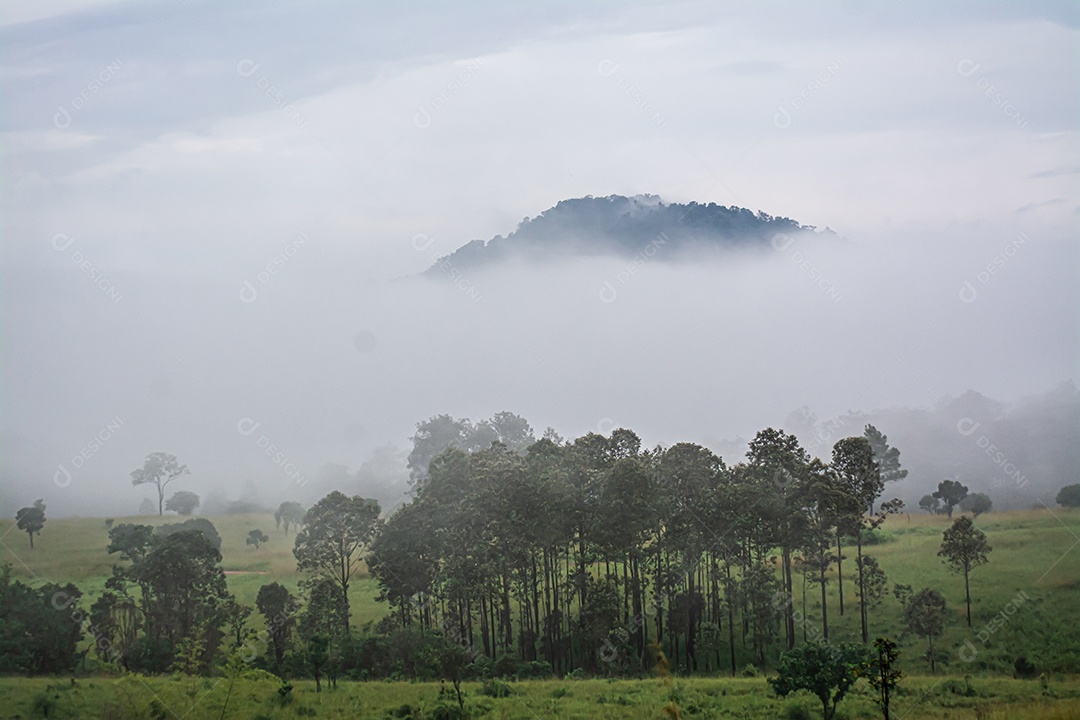 Paisagem floresta sobre neblina