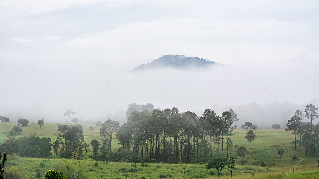 Paisagem floresta sobre neblina