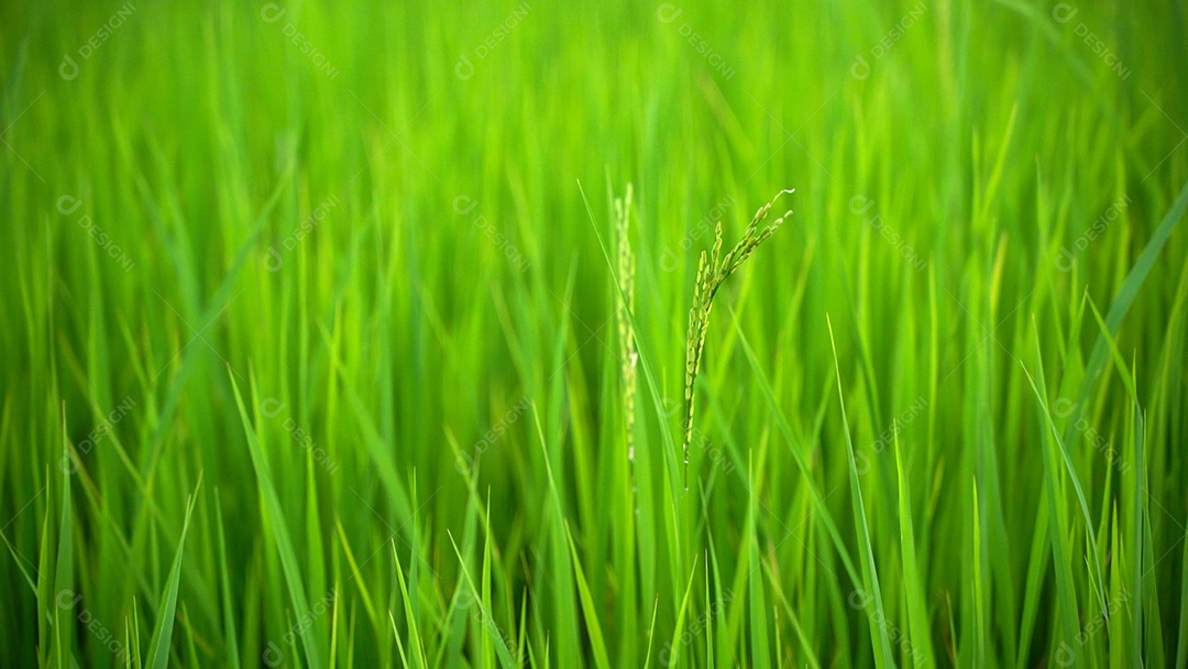 Belo close-up de fundo de natureza de campo de arroz verde fresco