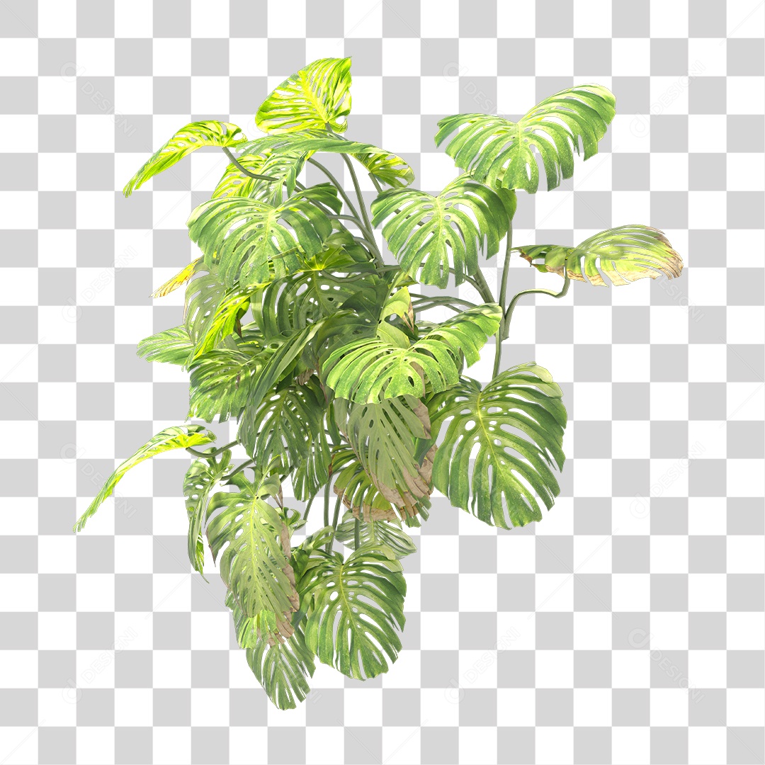 Planta com folhas verdes PNG Transparente