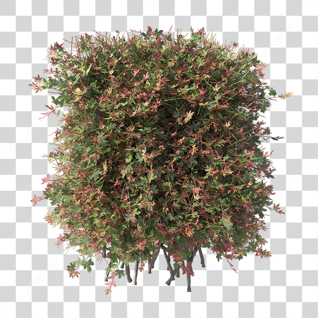 Planta Arbusto PNG Transparente