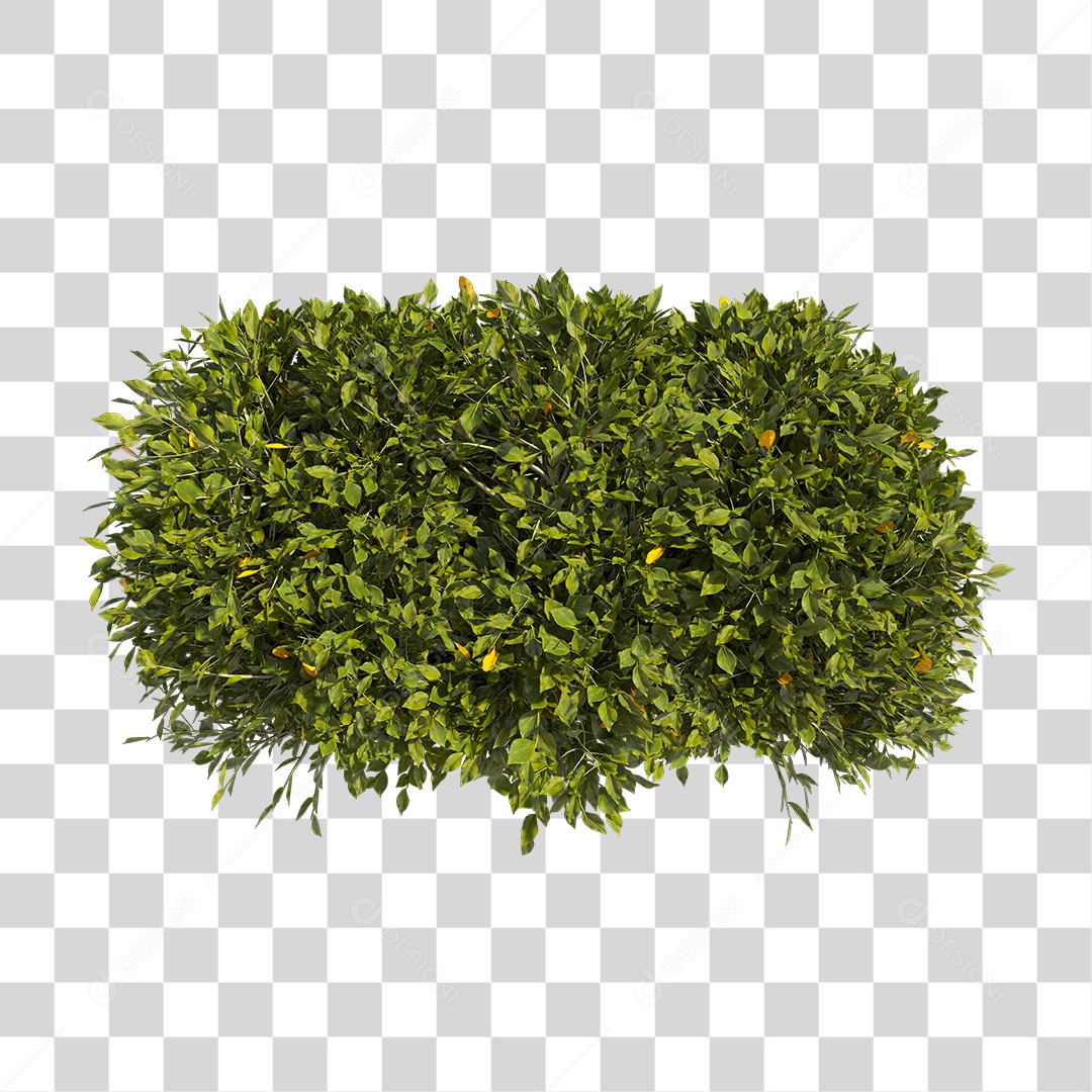 Planta com folhas verdes PNG Transparente