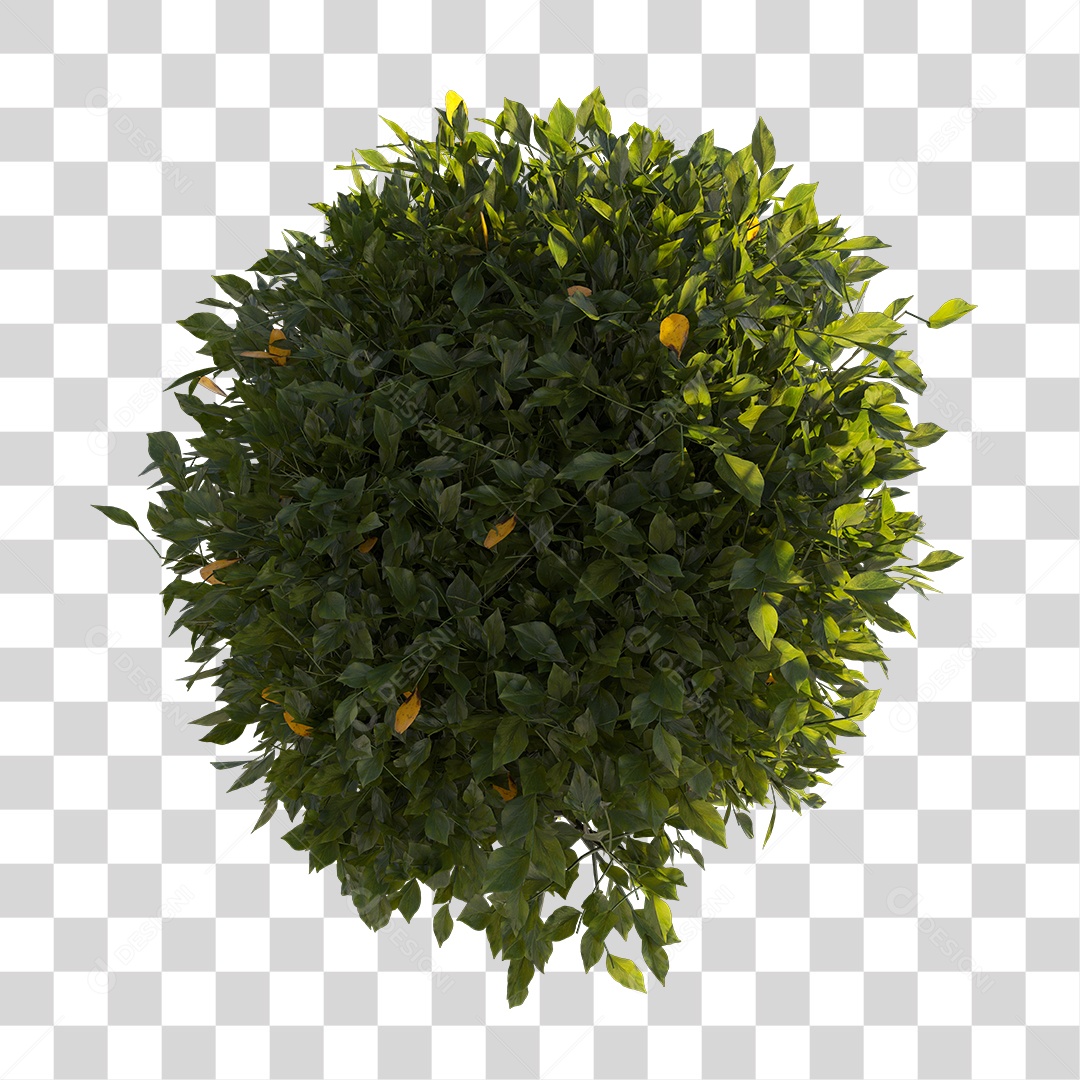 Planta com folhas verdes PNG Transparente