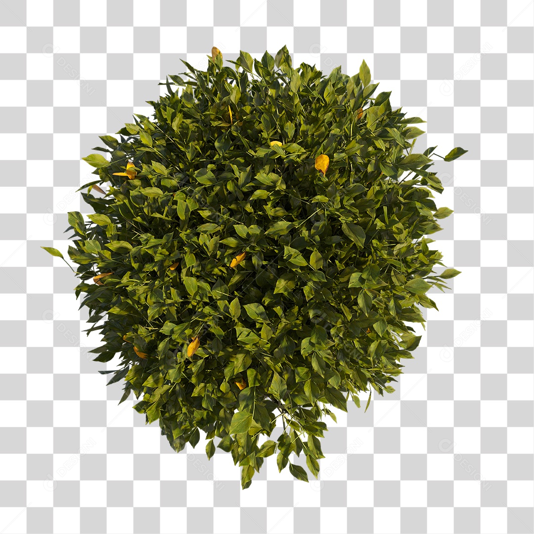 Planta com folhas verdes PNG Transparente