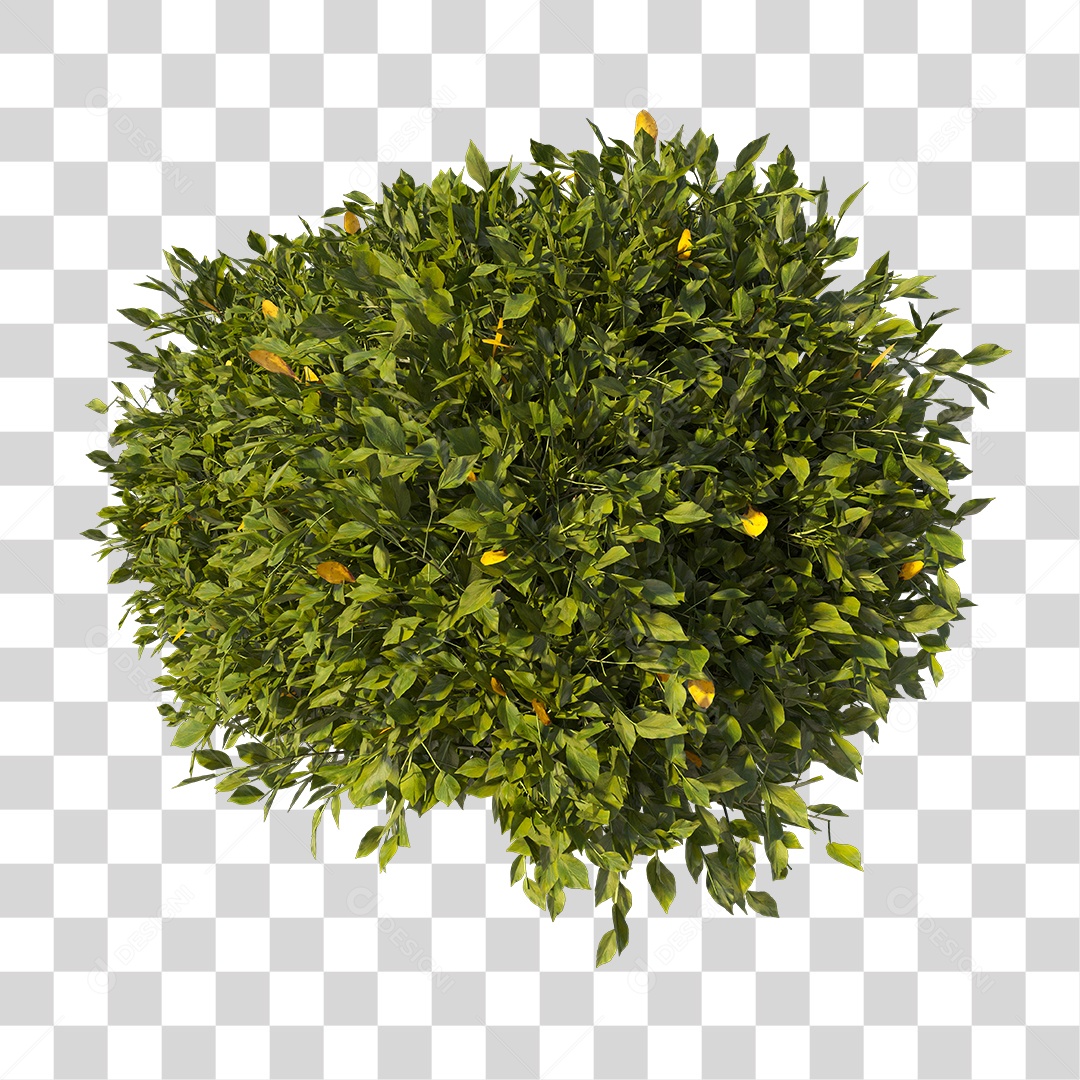 Planta com folhas verdes PNG Transparente