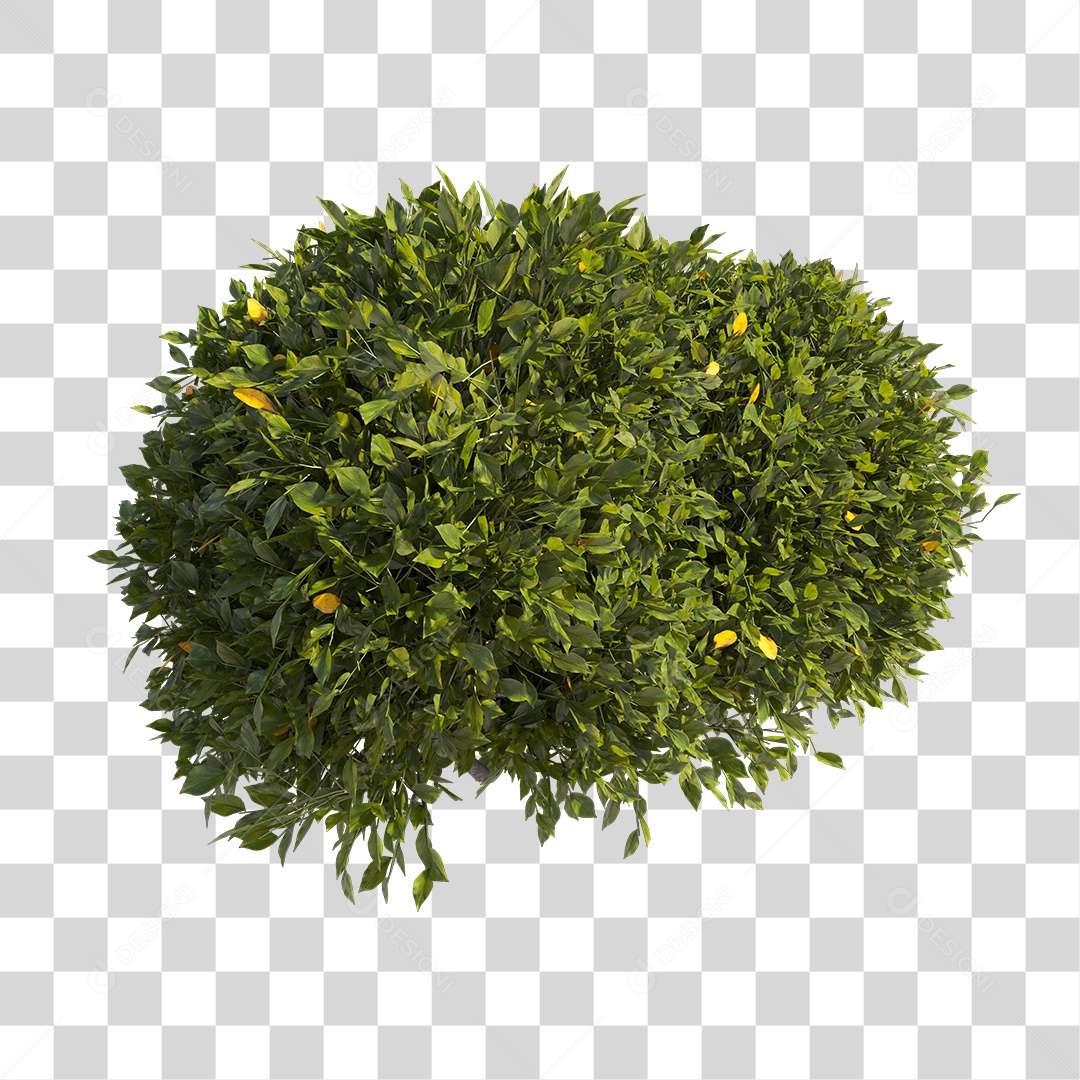 Planta com folhas verdes PNG Transparente