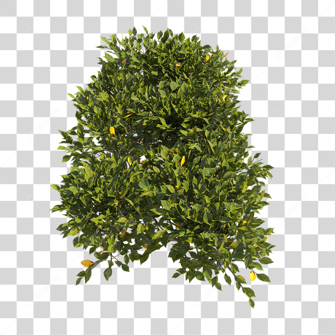 Planta com folhas verdes PNG Transparente