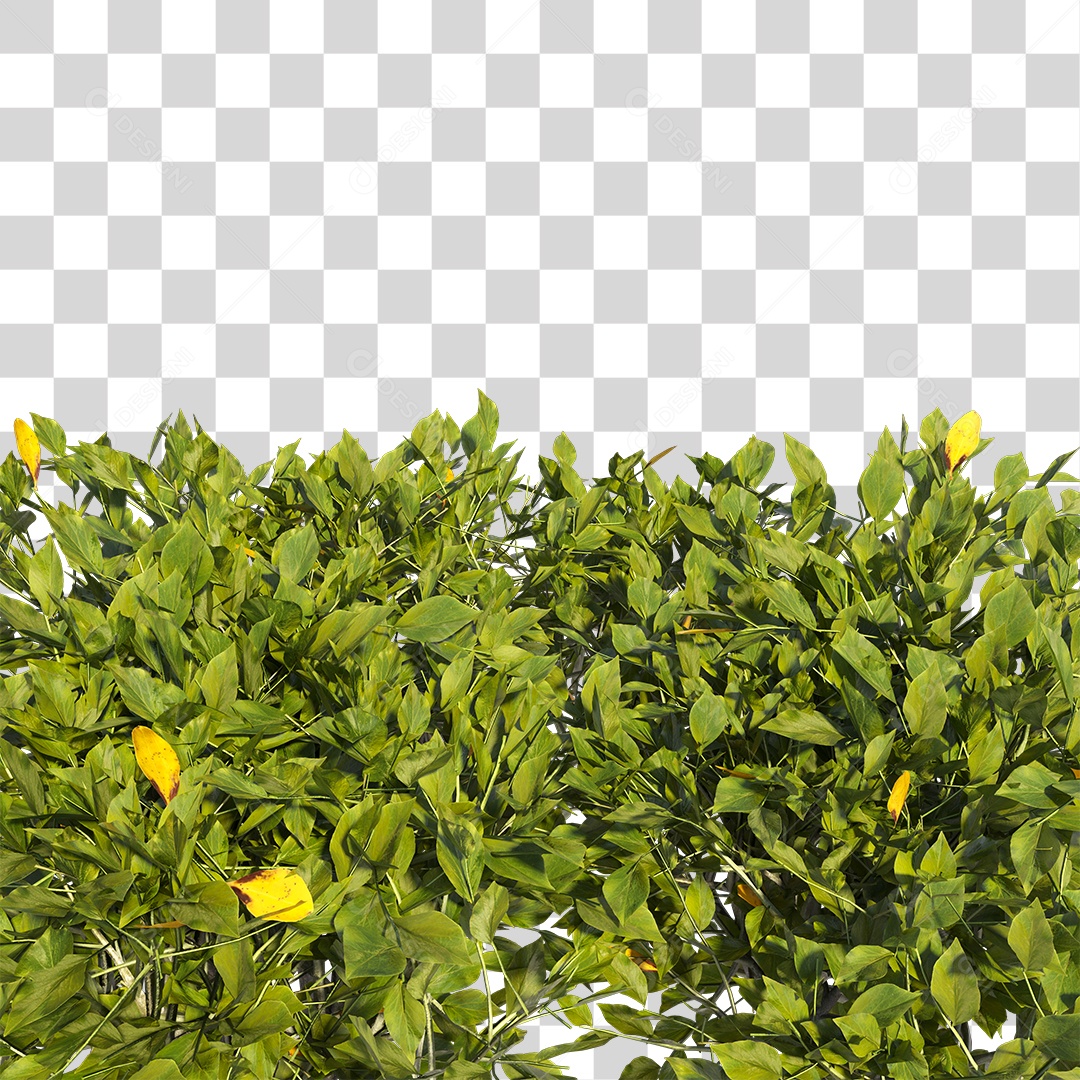 Planta com folhas verdes PNG Transparente