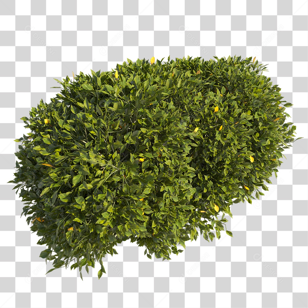 Planta com folhas verdes PNG Transparente