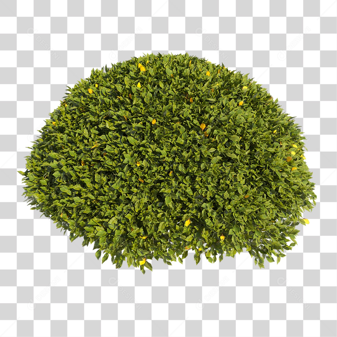 Planta com folhas verdes PNG Transparente