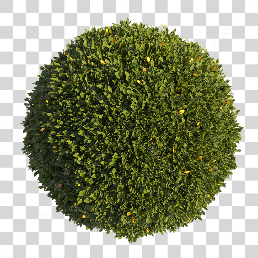 Planta com folhas verdes PNG Transparente