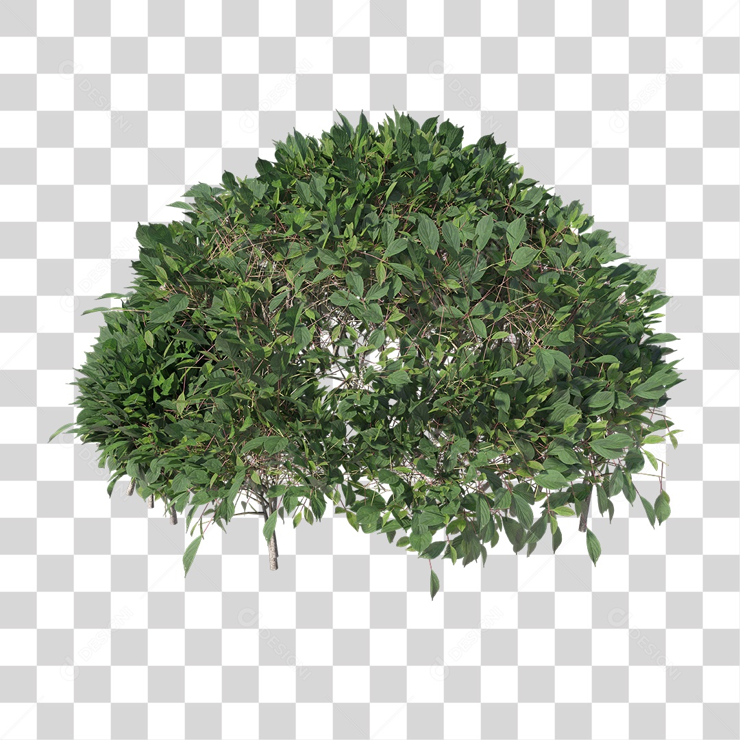 Planta com folhas verdes PNG Transparente
