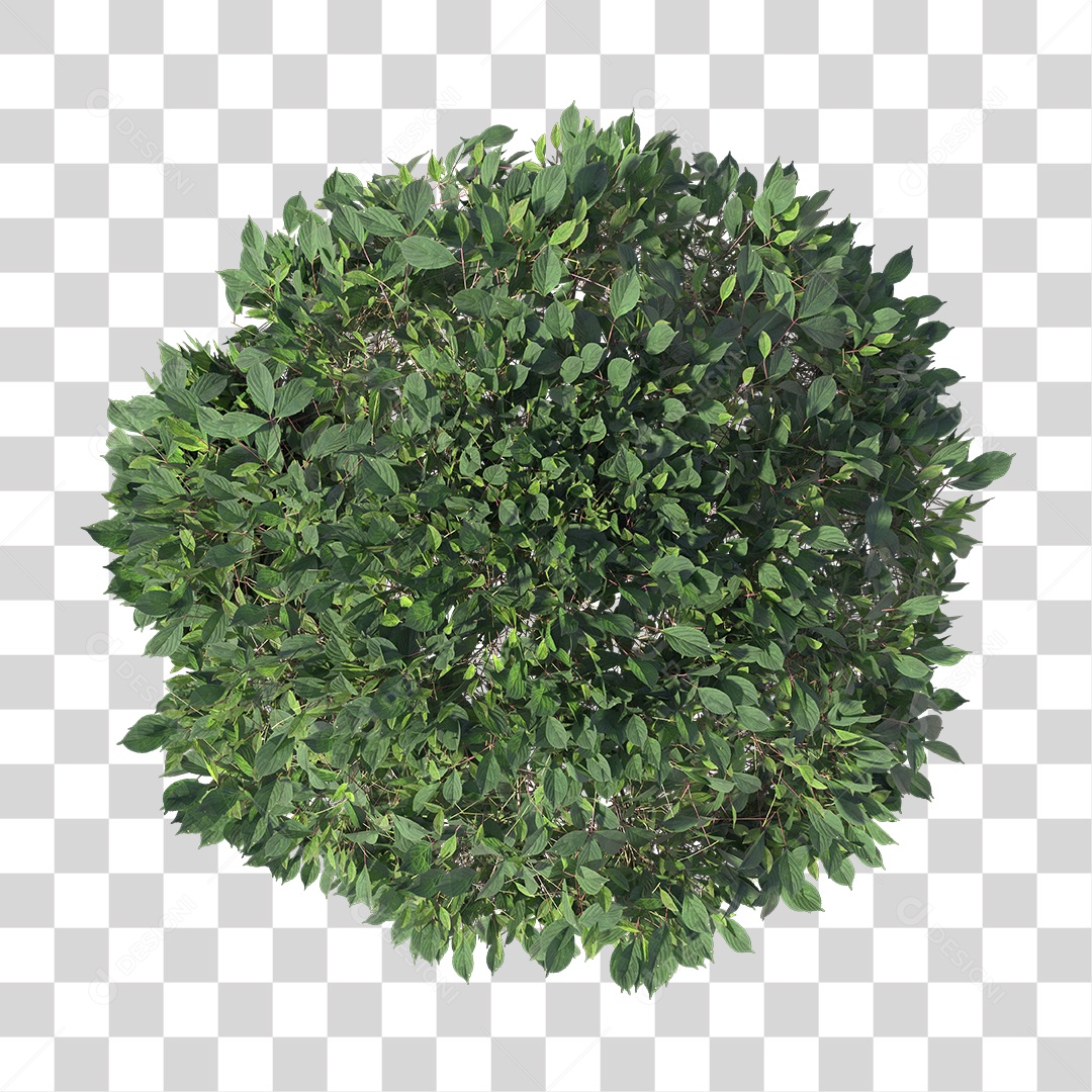 Planta com folhas verdes PNG Transparente