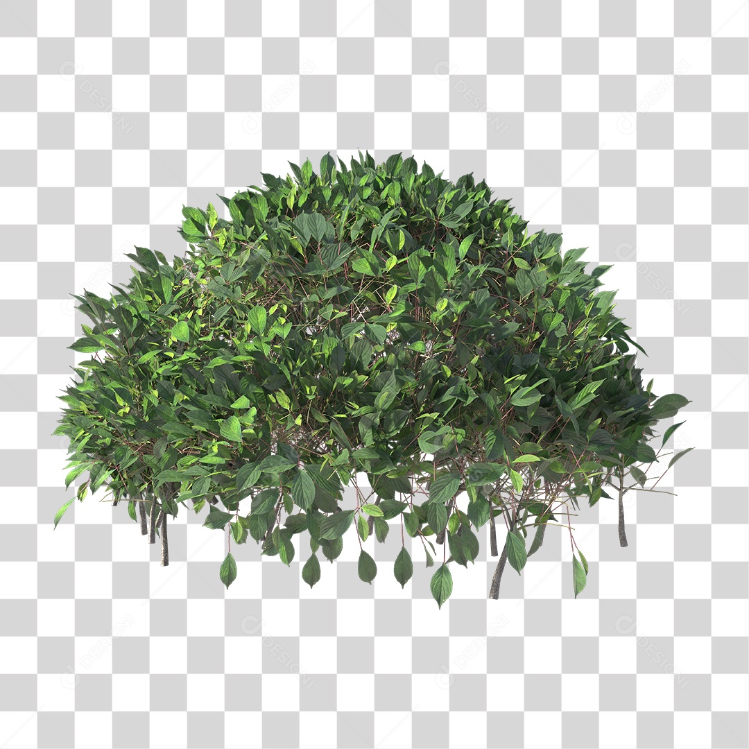 Planta com folhas verdes PNG Transparente